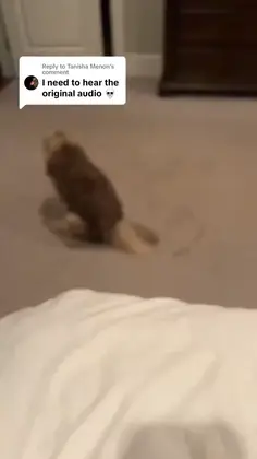 Dog Does Dookie Donuts 😂