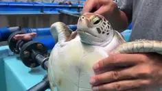 Toothbrushing The Turtle