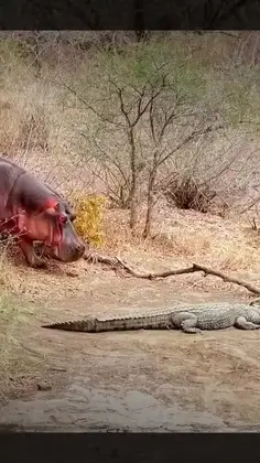 Gators Know A Psycho When The See One...