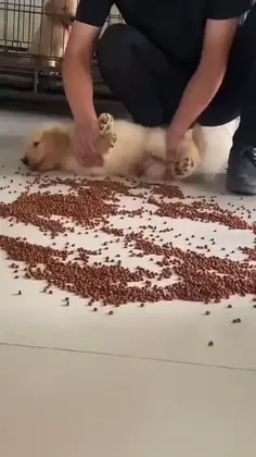 Puppy Cleans Up His Food Mess