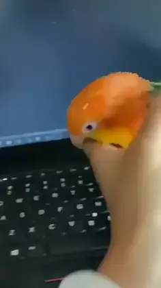 Microsoft Crowdstrike Outage Caused By Parrot 😂