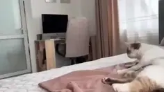 Dog Meets Kittens 🩷