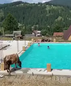 Cow Dives Into Pool 🐄💦