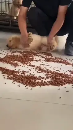 Puppy Broom