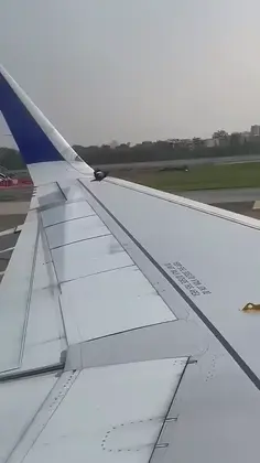 Birds Winging It ✈️