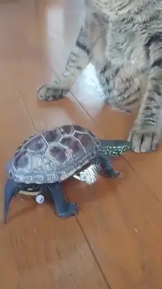 Skateboarding Turtle Chases Cat