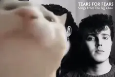 Cat Rocks To Tears For Fears - Everybody Wants To Rule The World