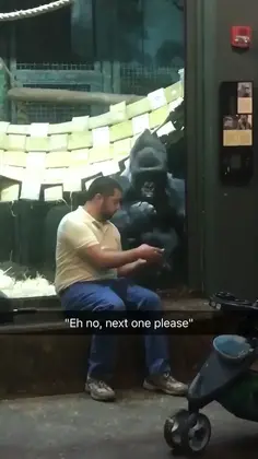 Gorilla Girls On Tinder 🦍
