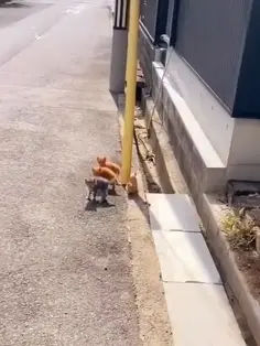 Lil Bro Protecting Sisters 🐱