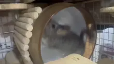 Hamster Wheel Happy Ending 😭
