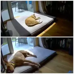 Shall I Join You? Cats vs Dogs 😭
