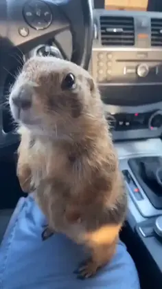 Can A Lil Bro Get A Lift? 😭