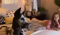 Great Dane Puppy Cuddles For Comfort