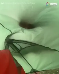 Camping Couple Wake Up To Tent Chomping