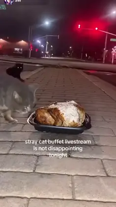 Stray Cat Buffet Live Stream Stinks 😭