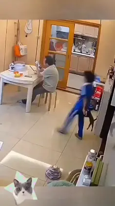 Crazy Pets