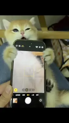 Kitten takes a selfie