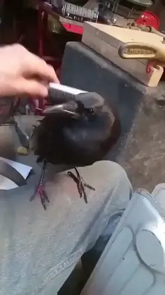 Cute Crow 🐦‍⬛