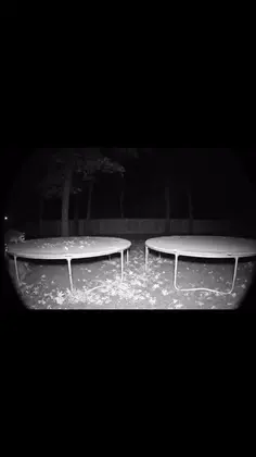 Raccoons on Trampolines 😂