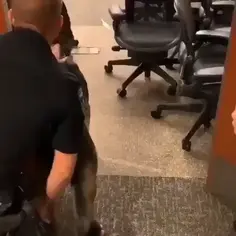German Shepherd vs Mal