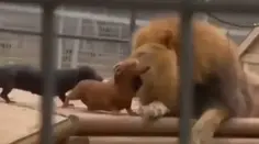 Lion Loves Dachshunds