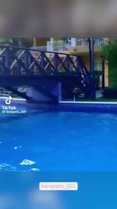 Animal Fails