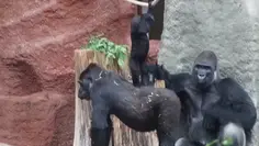Gorilla Kids Are The Same As Human Kids!