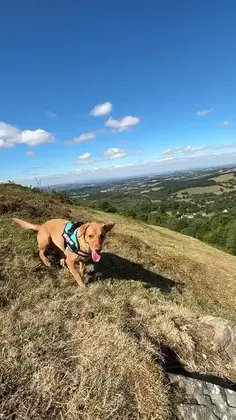 Playing Dog Frisbee Then Suddenly UFO!!!