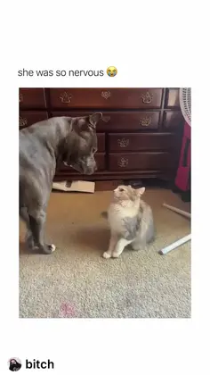 Dog vs Cat