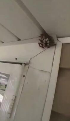 How To Get Rid Of A Wasp Nest