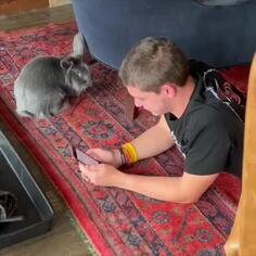 Phone Privileges Suspended