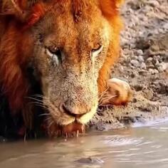 Can A Lion Drink In Peace?