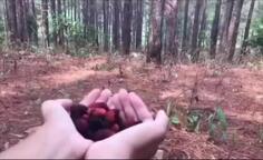 Goat Has Cute Surprise